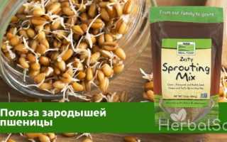 Калорийность Зародыши пшеницы. Химический состав и пищевая ценность.