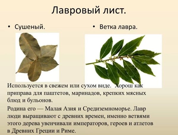 лавровый лист лечебные свойства и применение