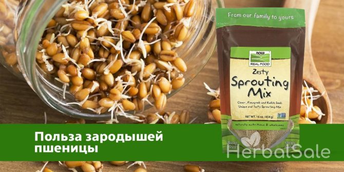 применение зародыша пшеницы польза